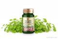 Centella asiatica (complex) 400 mg. (ext. seco) 60 comprimidos